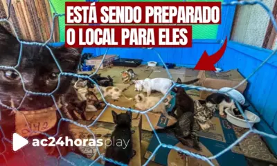 Abrigo para animais durante alagações já conta com 40 acomodações