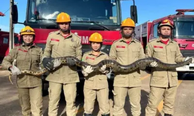 No Acre, Sucuri invade imóvel e é resgatada pelo Corpo de Bombeiros