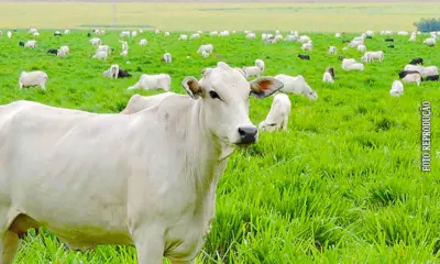 Purus, Tarauacá/Envira e Juruá somam 1,5 milhão de cabeças