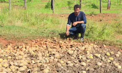 No Acre, produtores de maracujá perdem toneladas da fruta por impasse com governo