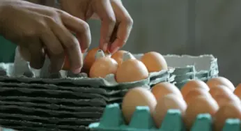 Prévia da inflação de março é de 0,64%, com tomate, café e ovos mais caros