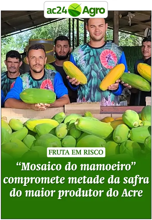 “Mosaico do mamoeiro” compromete metade da safra do maior produtor do Acre