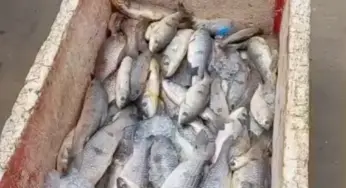 Descarte de peixes gera polêmica no Juruá; produto estaria impróprio para consumo