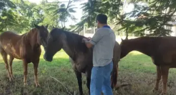Surto de raiva animal mata três cavalos em zona rural de Rondônia