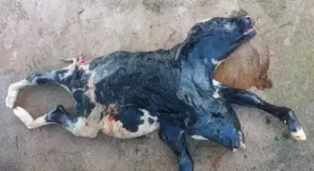 Bezerra com duas cabeças nasce em propriedade rural de Rondônia