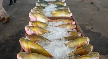 Cruzeiro do Sul: Feira do Peixe terá concurso com mais de R$ 17 mil em prêmios