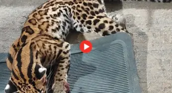 Jaguatirica é resgatada após ser atropelada em estrada no Acre