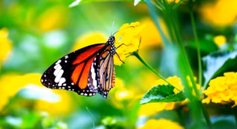 Borboleta rosa…