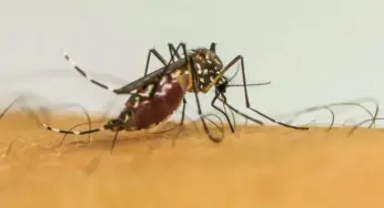 Rio Branco prorroga emergência em saúde por alta nos casos de dengue