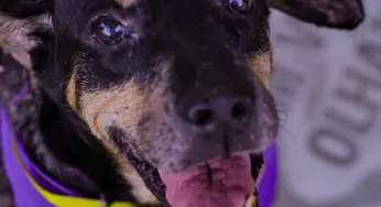 Cuidar Day: Lago do Amor terá feira de adoção de animais no sábado (17)