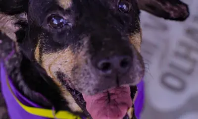 Cuidar Day: Lago do Amor terá feira de adoção de animais no sábado (17)