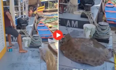 Pescador fisga arraia de quase 80 quilos no Rio Envira; veja o vídeo