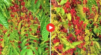 Bocalom exibe plantação de café quase pronta para colheita