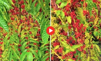 Bocalom exibe plantação de café quase pronta para colheita