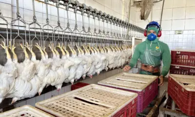 Suspensão chinesa da compra de carne de frango não afeta o Acre
