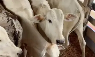 No Acre, pecuarista leva três dias descendo Rio Purus transportando bezerro