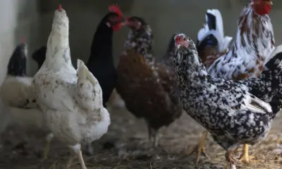 Gripe aviária: Japão suspende parcialmente compra de aves do Brasil