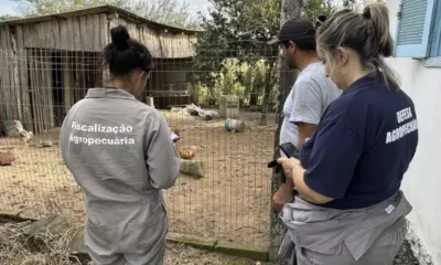 Ministério da Agricultura tentou distribuir testes de gripe aviária com certificado vencido