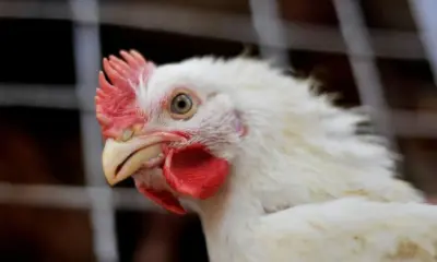 Não há suspensão de exportações “generalizadas” de frango, diz ministério