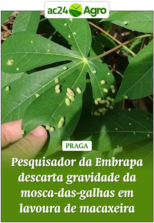 Pesquisador da Embrapa descarta gravidade da mosca-das-galhas em lavoura de macaxeira