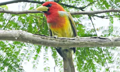 Acre divulga potencial turístico e de observação de aves em feira internacional