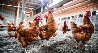 “China suspende compra de frango brasileiro”, diz Fávaro à CNN