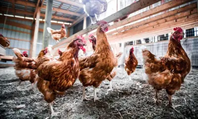 “China suspende compra de frango brasileiro”, diz Fávaro à CNN
