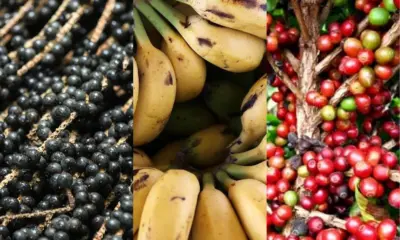 Açaí, banana, café, peixe e macaxeira são prioridade para Prefeitura de Sena