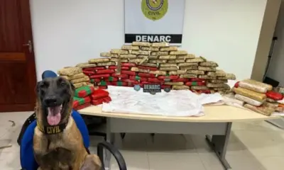 Cão farejador ajuda polícia a apreender 180 kg de drogas no Pará