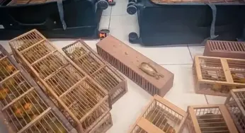 Passageiro é preso com 280 canários escondidos em malas no aeroporto de Boa Vista