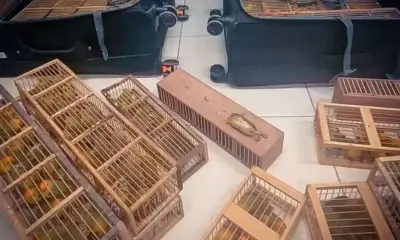 Passageiro é preso com 280 canários escondidos em malas no aeroporto de Boa Vista