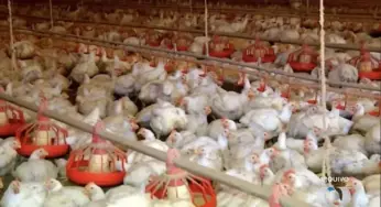 Suspeita de gripe aviária interdita abatedouro e aciona medidas sanitárias no Tocantins