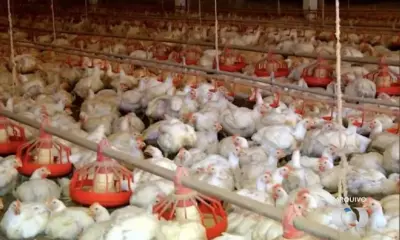 Suspeita de gripe aviária interdita abatedouro e aciona medidas sanitárias no Tocantins
