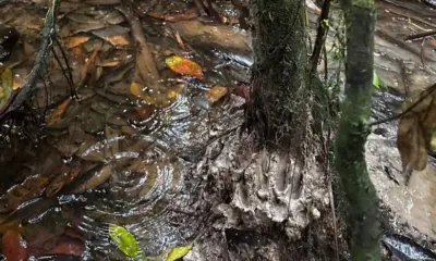 Jovem que se perdeu na mata durante caçada é encontrado com vida