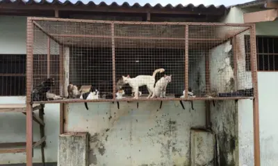 Reforma do Centro de Zoonoses de Rio Branco vai parar na Justiça