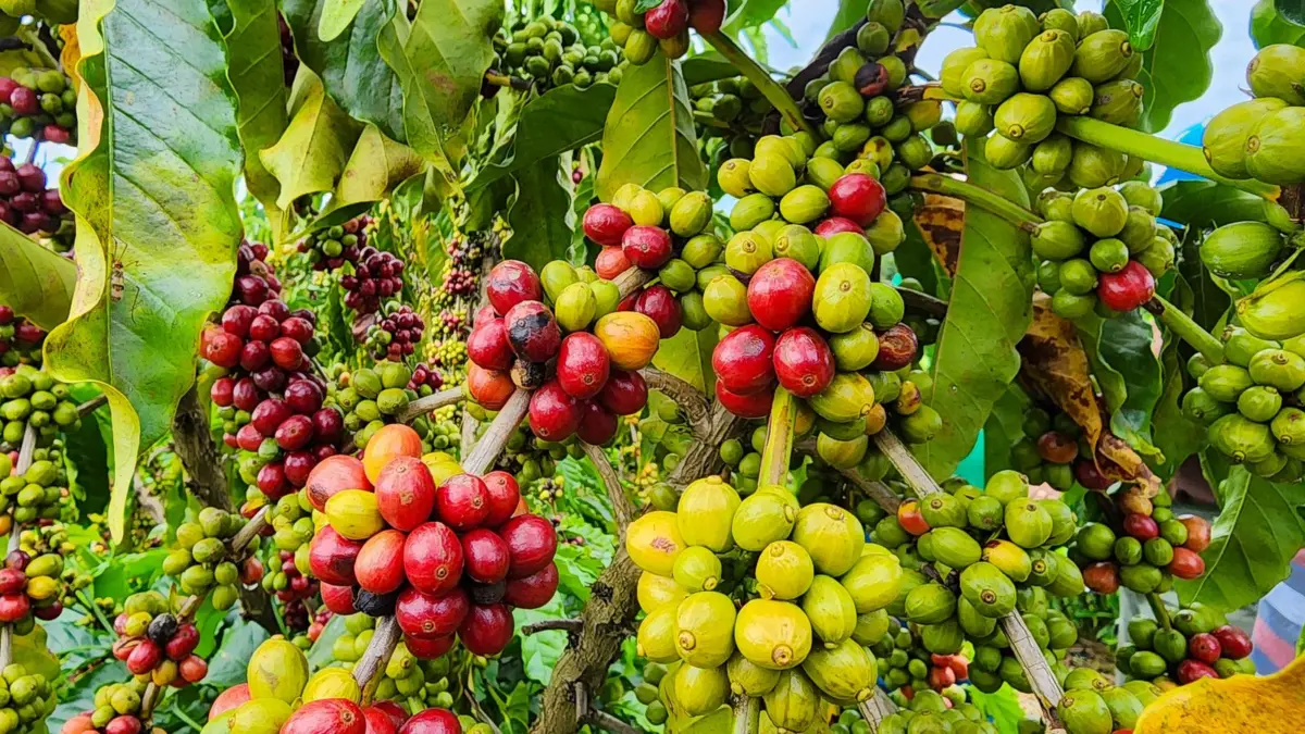 ABDI premiará melhor café do Acre no concurso QualiCafé com prêmio de R$ 55 mil