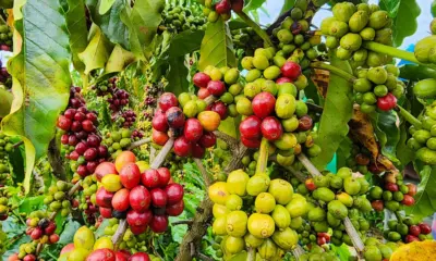 ABDI premiará melhor café do Acre no concurso QualiCafé com prêmio de R$ 55 mil