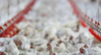 União Europeia e 9 países suspendem compra de frango brasileiro; veja lista