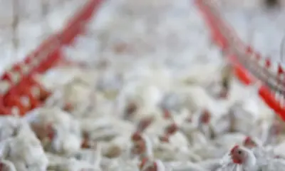 União Europeia e 9 países suspendem compra de frango brasileiro; veja lista