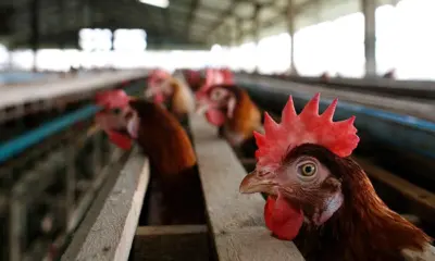 Brasil investiga 18 casos suspeitos de gripe aviária, diz governo