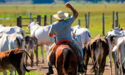 Carne Legal volta a assustar produtores após 16 anos de implementação