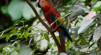 Observadores de aves se reúnem no Horto Florestal para atividade neste sábado
