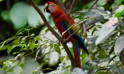 Observadores de aves se reúnem no Horto Florestal para atividade neste sábado