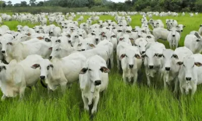 O rastro perigoso e as lições da pata de barro