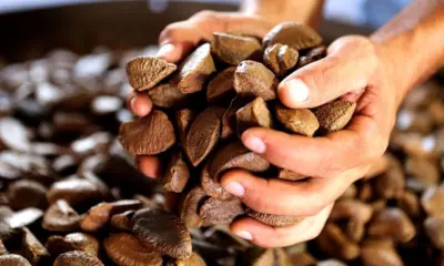 Pesquisadores pressionam Governo Federal prevendo queda no preço da lata de castanha em 2026