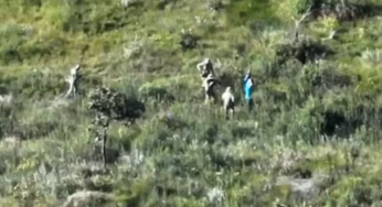 Drone do ICMBio flagra 50 mudas de maconha na Floresta Nacional