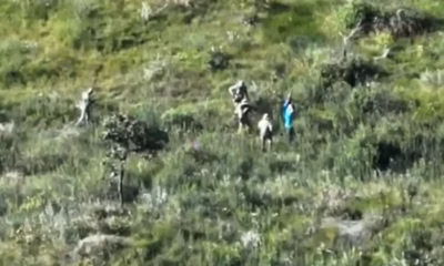 Drone do ICMBio flagra 50 mudas de maconha na Floresta Nacional