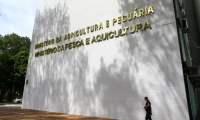 Sete casos de doenças respiratórias em aves são investigados no país