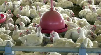 Albânia, Namíbia e Índia suspendem importação de frango do Brasil