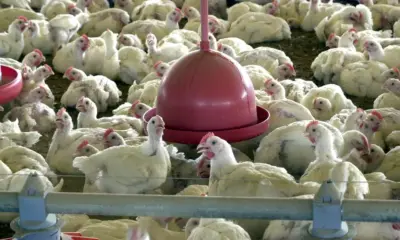 Agricultura confirma caso de gripe aviária em município do Rio Grande do Sul